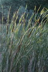 Typha angustifolia