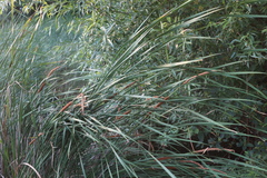 Typha angustifolia