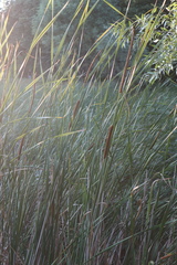 Typha angustifolia