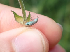 Placochilus seladonicus