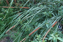 Typha angustifolia