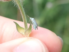 Placochilus seladonicus