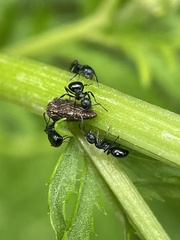 Dolichoderus taschenbergi