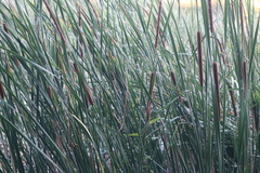 Typha angustifolia