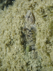 Proterorhinus semilunaris