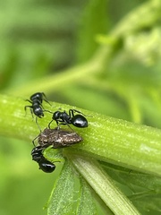 Dolichoderus taschenbergi