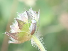 Placochilus seladonicus