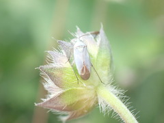 Placochilus seladonicus
