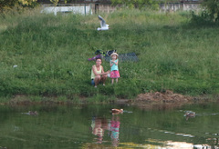 Chroicocephalus ridibundus