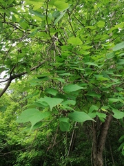 Heliocarpus donnellsmithii