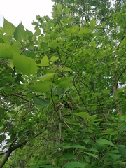 Heliocarpus donnellsmithii