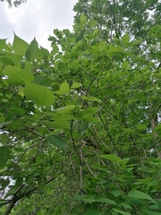 Heliocarpus donnellsmithii