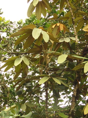 Sciodaphyllum trianae