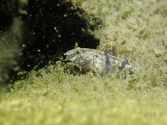Proterorhinus semilunaris