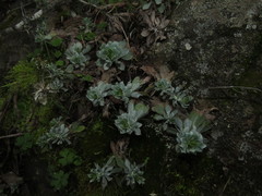 Haplopappus macrocephalus