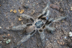 Chilobrachys