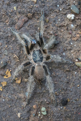 Chilobrachys