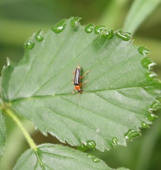 Cantharis nigra