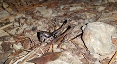 Bucephaloptera ebneri