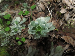 Haplopappus macrocephalus