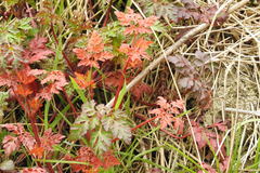 Geranium robertianum