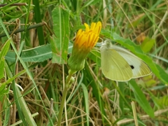 Pieris mannii