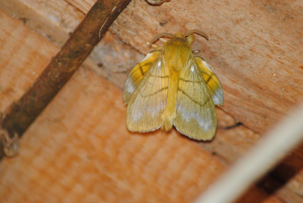 Lechriolepis