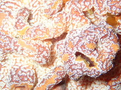 Botrylloides magnicoecus