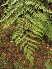Lophosoria quadripinnata