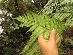 Lophosoria quadripinnata