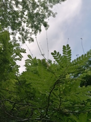 Piptadenia obliqua