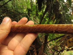 Lophosoria quadripinnata