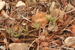 Lampranthus filicaulis
