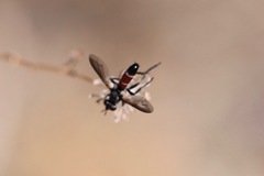 Cylindromyia intermedia