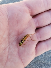 Neoclytus resplendens