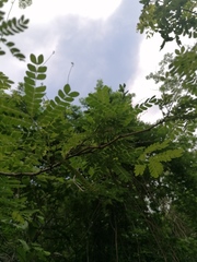 Piptadenia obliqua