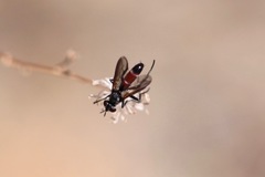 Cylindromyia intermedia