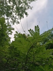 Piptadenia obliqua