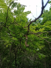 Piptadenia obliqua