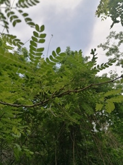 Piptadenia obliqua