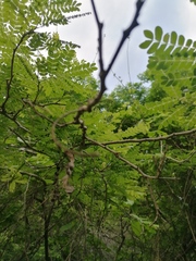 Piptadenia obliqua