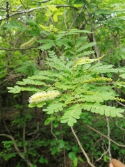 Piptadenia obliqua
