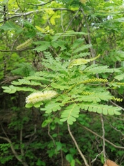Piptadenia obliqua