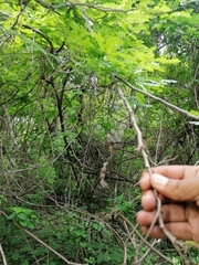 Piptadenia obliqua