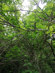 Piptadenia obliqua