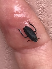 Negosiana dualis
