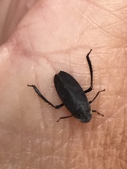 Negosiana dualis