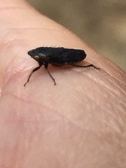 Negosiana dualis
