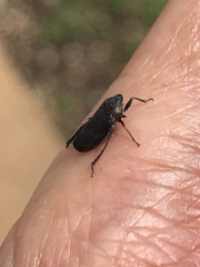 Negosiana dualis