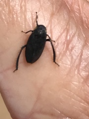 Negosiana dualis